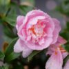 JUST CHILL® Double Pink Camellia - Order Online