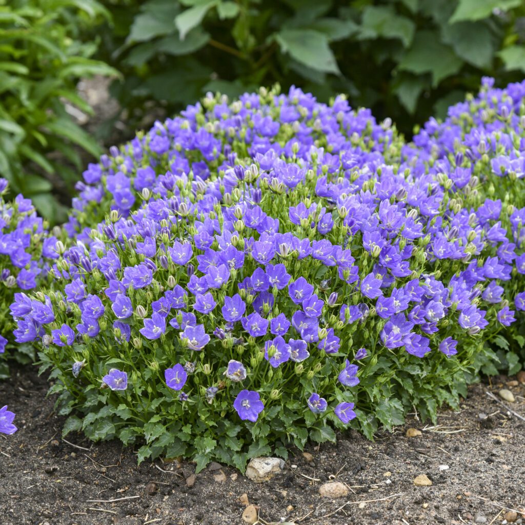 MINI MARVELS™ ‘Midnight’ Campanula