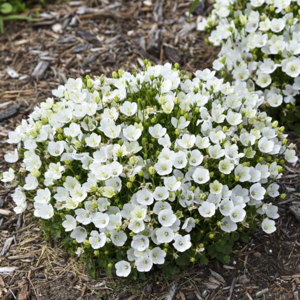 MINI MARVELS™ 'Starbright' Campanula