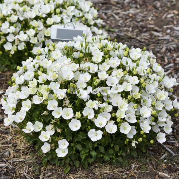 MINI MARVELS™ 'Starbright' Campanula - Image 2