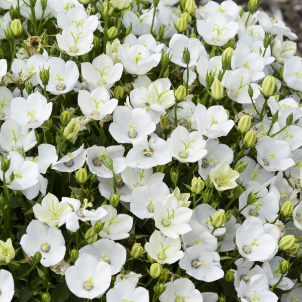 MINI MARVELS™ 'Starbright' Campanula - Image 3