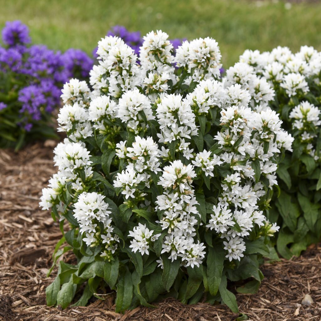 Campanula 'Angel Bells'