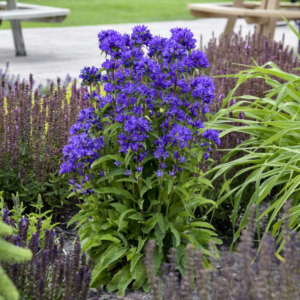 Campanula ‘Bells and Whistles’