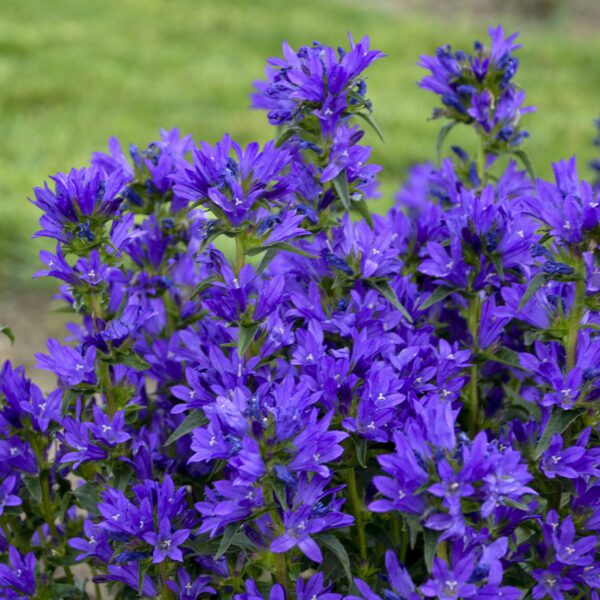 Campanula ‘Bells and Whistles’
