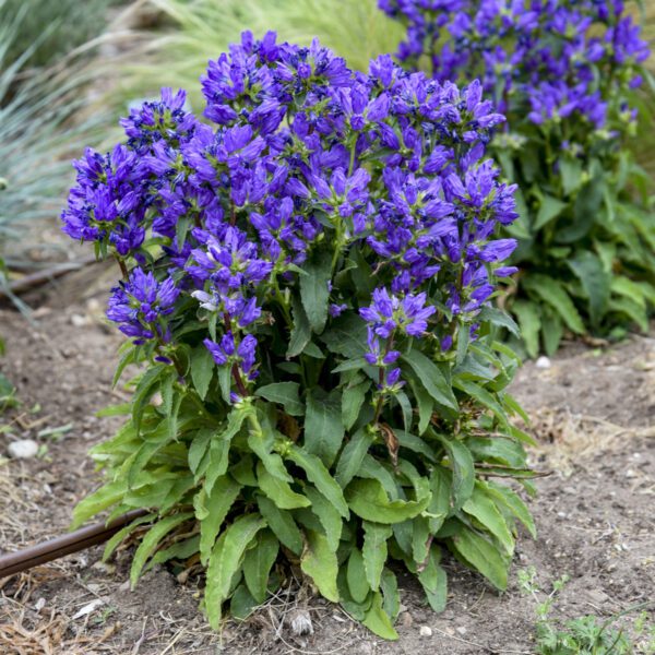 Campanula ‘Bells and Whistles’