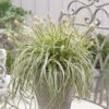 FEATHER FALLS™ Carex