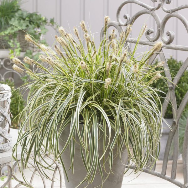 FEATHER FALLS™ Carex
