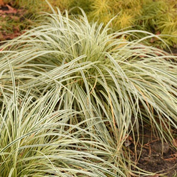 FEATHER FALLS™ Carex