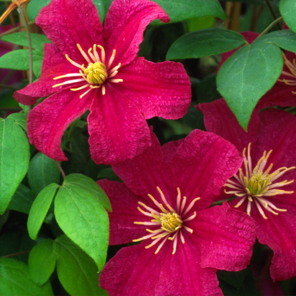 ‘Barbara Harrington’ Clematis