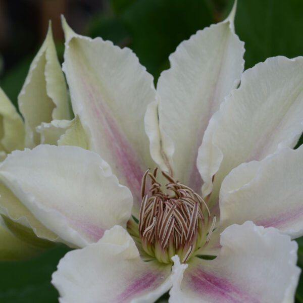 Boulevard® CORINNE™ Clematis