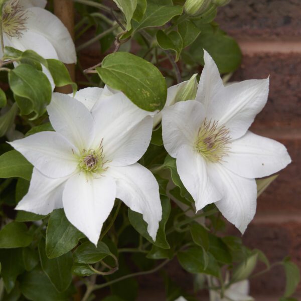 Guernsey Flute™ Clematis