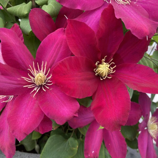 Issey™ Clematis
