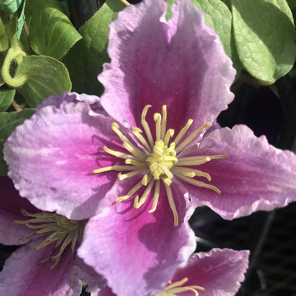 Piilu™ Clematis