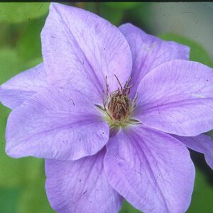 ‘Ramona’ Clematis