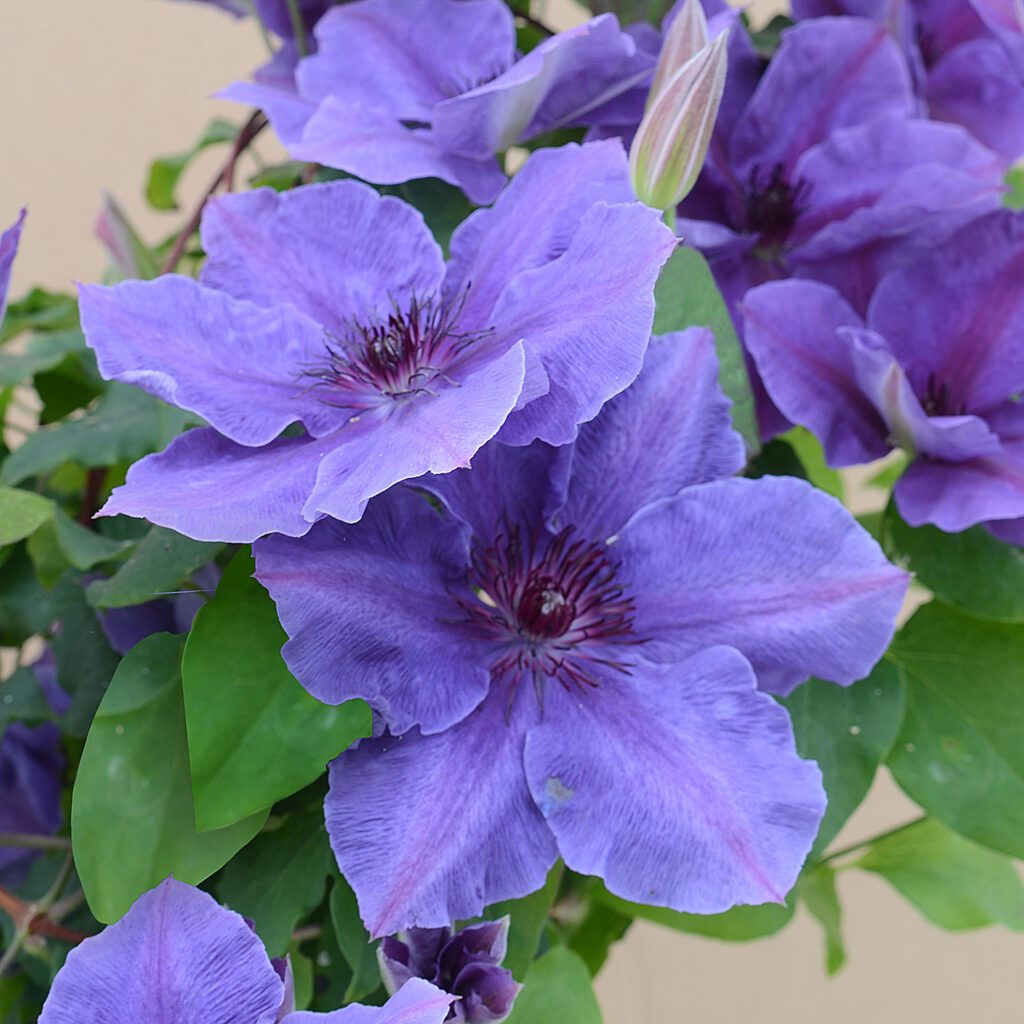 Boulevard® Ravel™ Clematis
