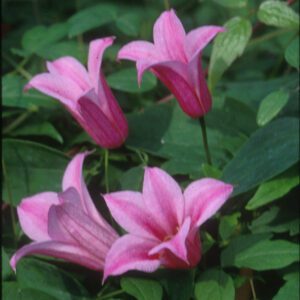 'Duchess of Albany' Clematis