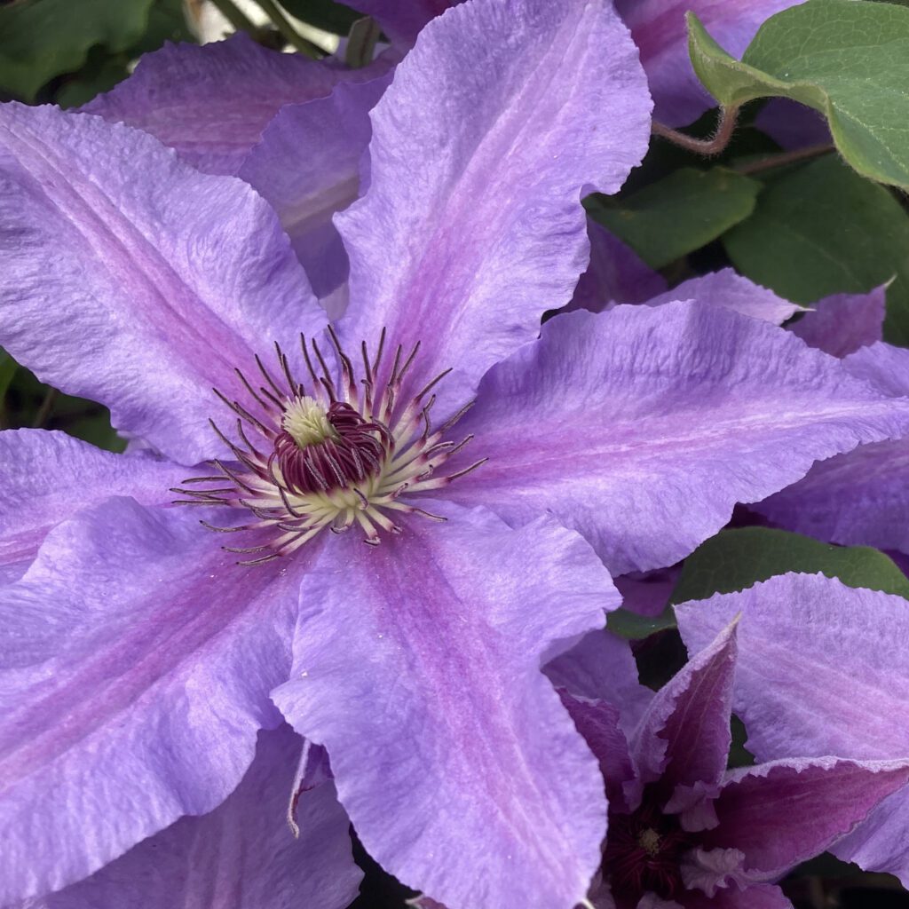 Tumaini™ Clematis