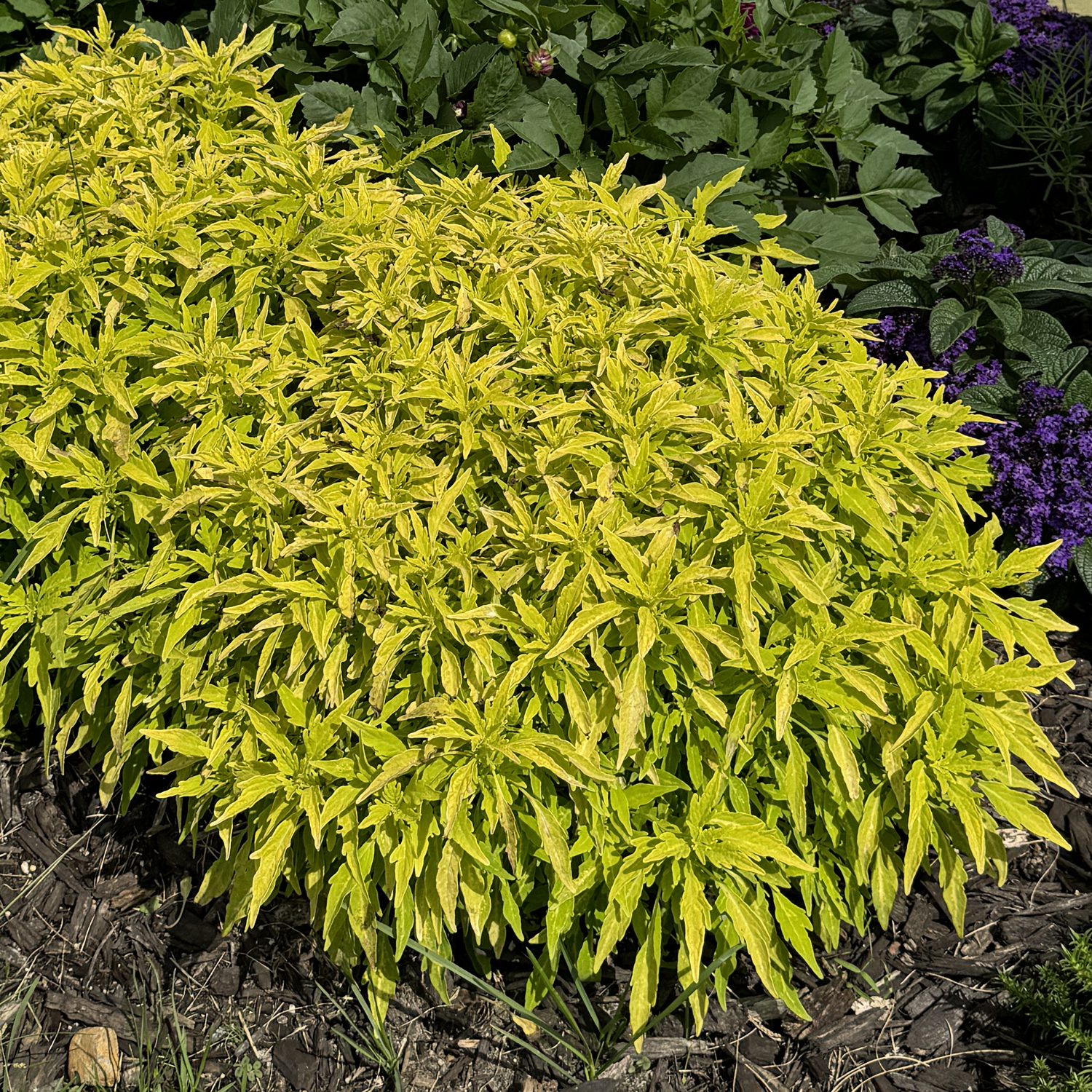 ColorBlaze® Mini Me™ Chartreuse Coleus