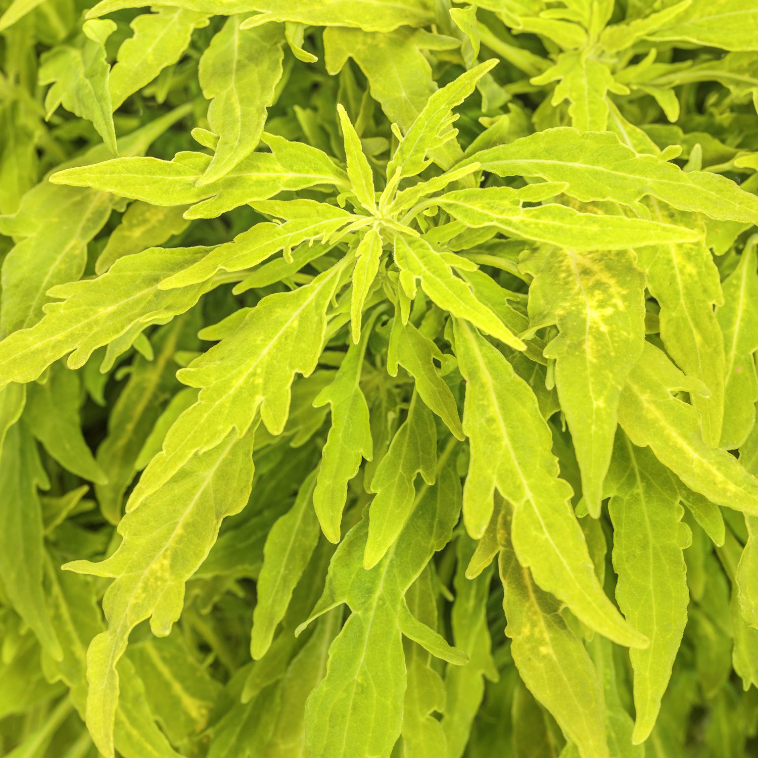 ColorBlaze® Mini Me™ Chartreuse Coleus