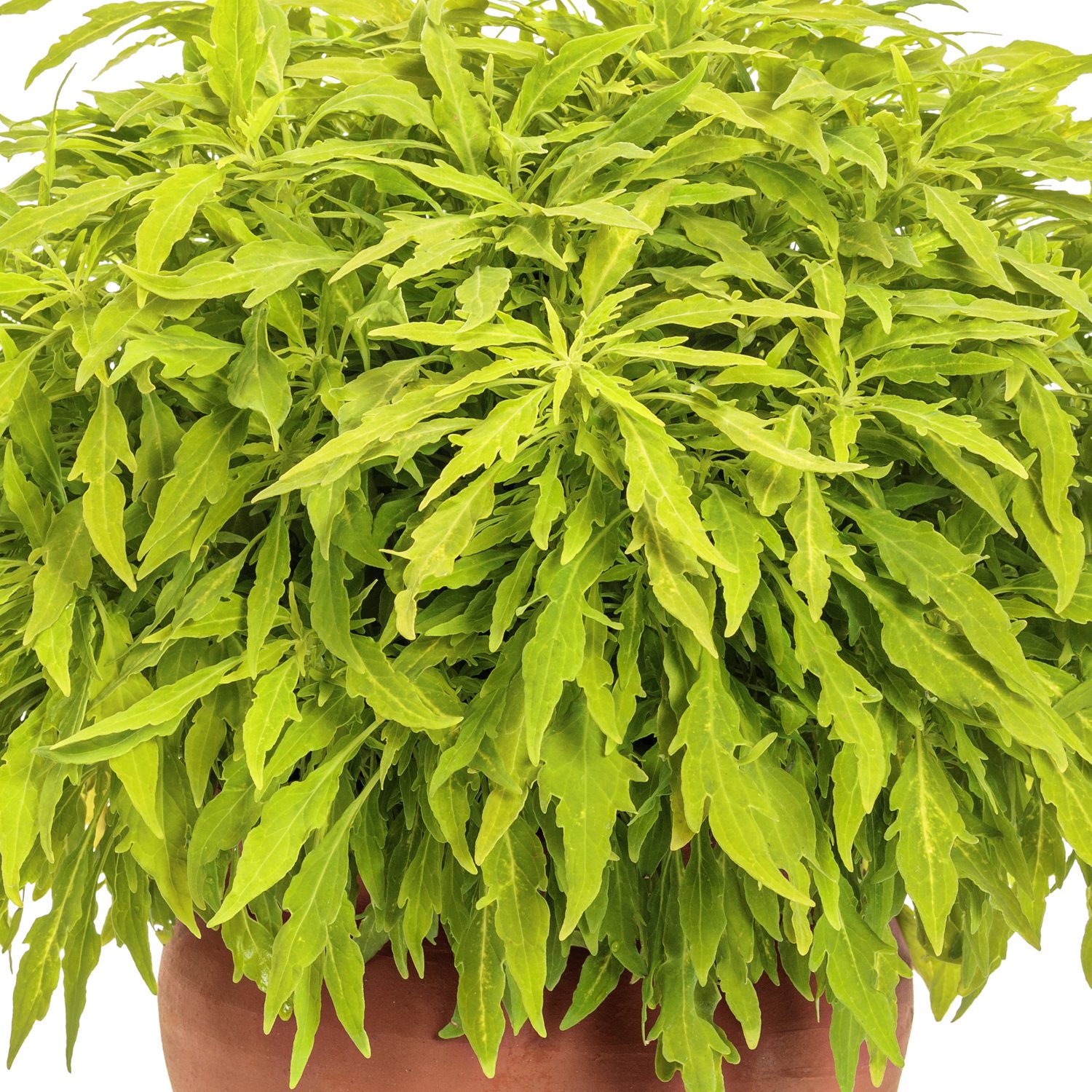 ColorBlaze® Mini Me™ Chartreuse Coleus