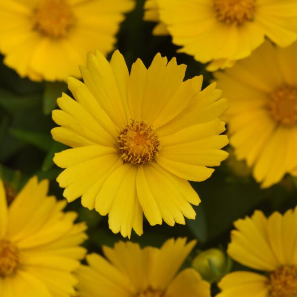 Uptick™ 'Gold' Coreopsis