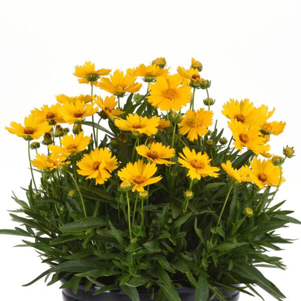 Uptick™ 'Gold' Coreopsis