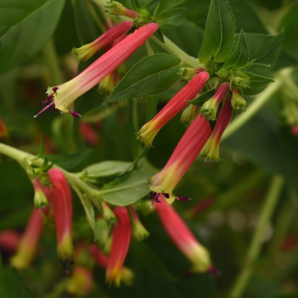 Honeybells Cuphea
