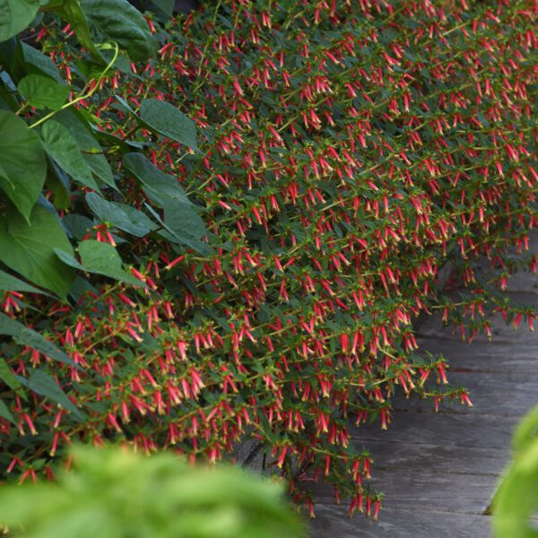 Honeybells Cuphea