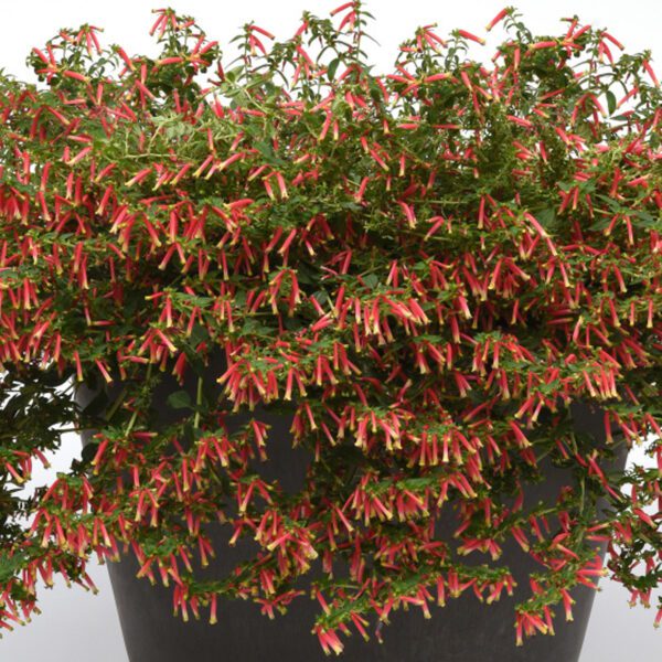 Honeybells Cuphea