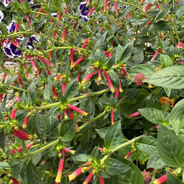 Honeybells Cuphea