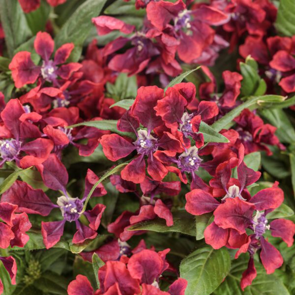 Totally Tempted™ Richly Red™ Cuphea