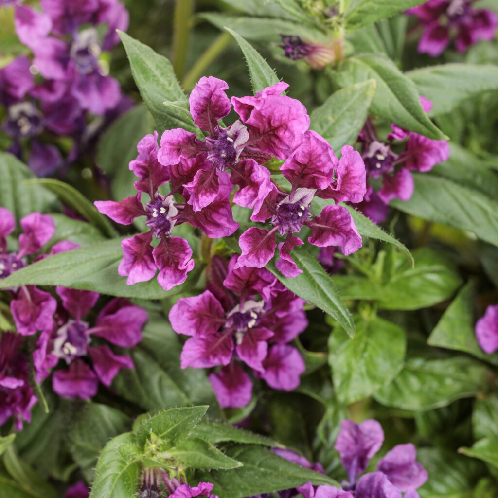 Totally Tempted™ Vivid Violet™ Cuphea
