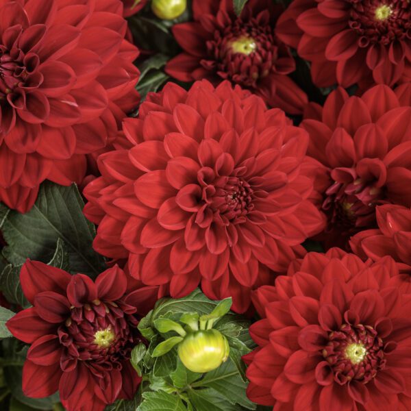 Virtuoso™ Classy Carmine™ Dahlia