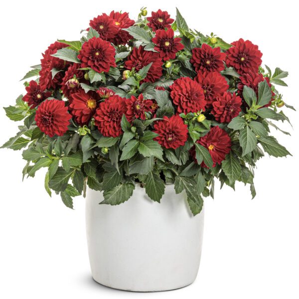 Virtuoso™ Classy Carmine™ Dahlia
