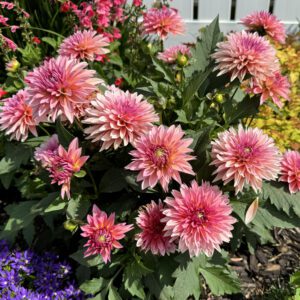 Virtuoso™ Pinkerific™ Dahlia
