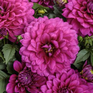 Virtuoso™ Vibrant Violet™ Dahlia