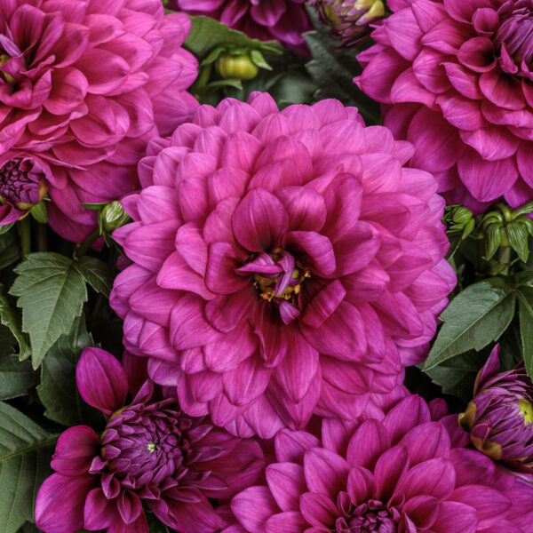Virtuoso™ Vibrant Violet™ Dahlia