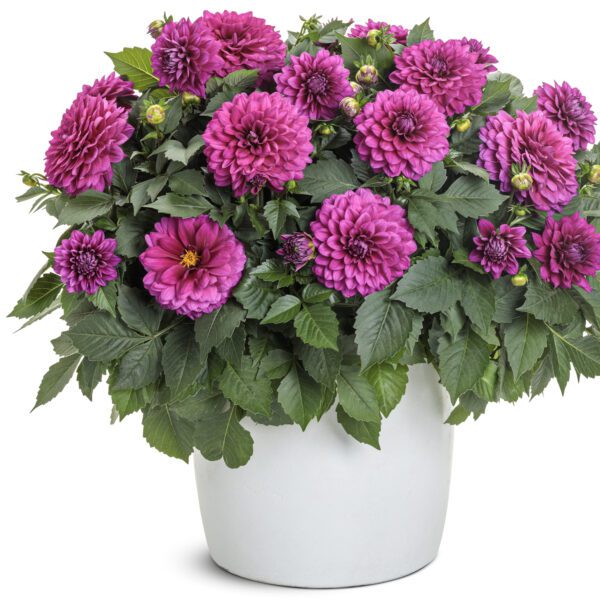 Virtuoso™ Vibrant Violet™ Dahlia