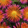 OCEAN SUNSET™ 'Orange Glow' Delosperma