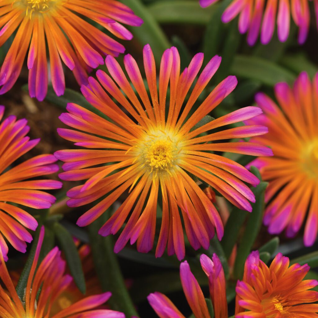 OCEAN SUNSET™ 'Orange Glow' Delosperma