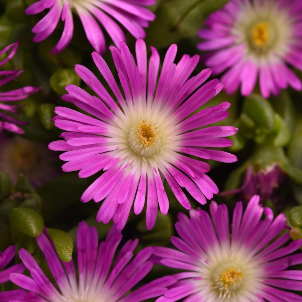 OCEAN SUNSET™ 'Violet Flare' Delosperma