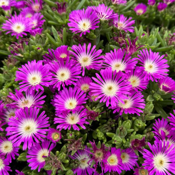 OCEAN SUNSET™ 'Violet Flare' Delosperma