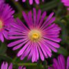 OCEAN SUNSET™ 'Violet' Delosperma