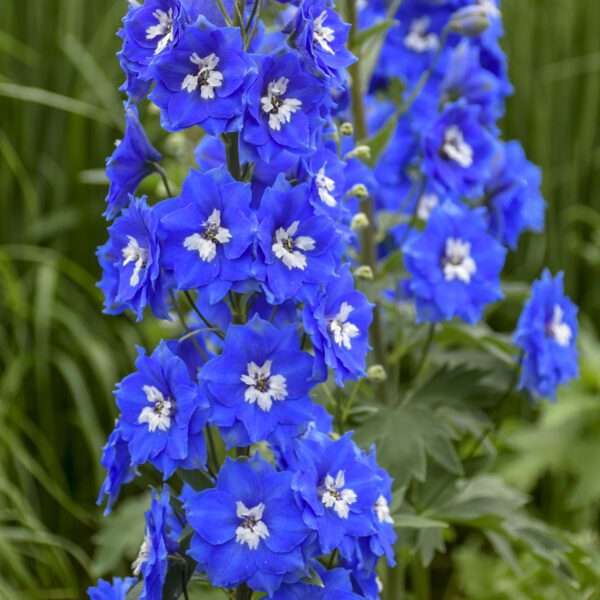 NEW MILLENNIUM™ Cobalt Dreams Delphinium