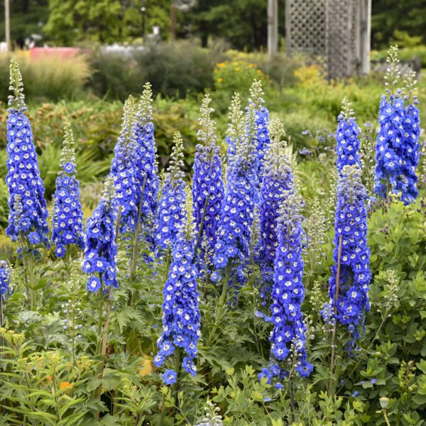 NEW MILLENNIUM™ Cobalt Dreams Delphinium - Image 2
