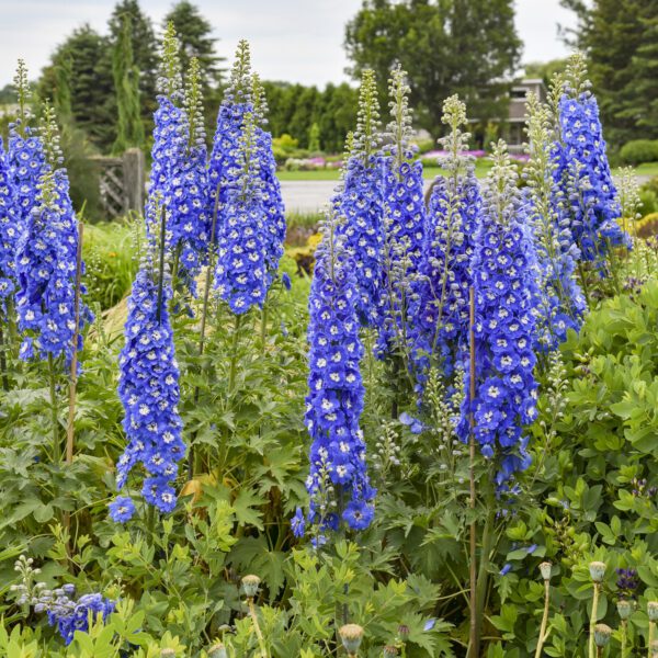 NEW MILLENNIUM™ Cobalt Dreams Delphinium - Image 3