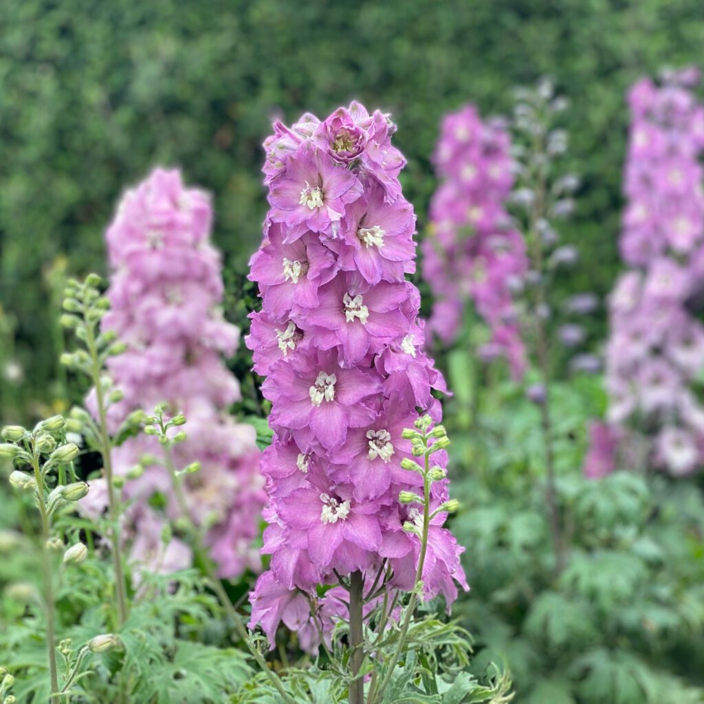 New Zealand 'Mini Pinks' Delphinium