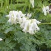 Dicentra 'White Diamonds'