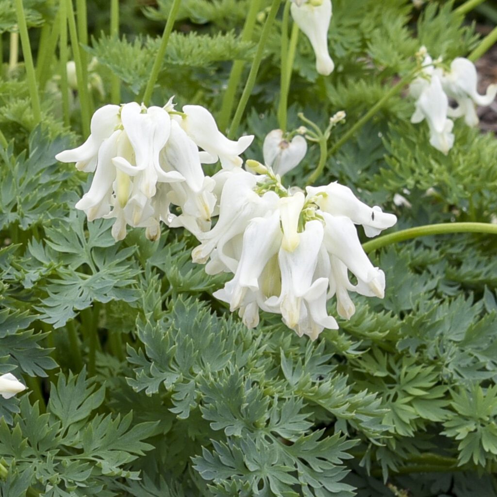 Dicentra 'White Diamonds'