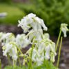 Dicentra 'White Diamonds'